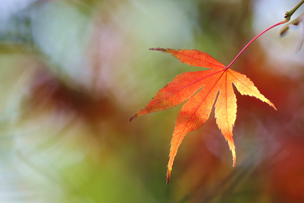 阳光照射下的这一片叶子,红中带点金色,这是大自然的给人们的唯美馈赠