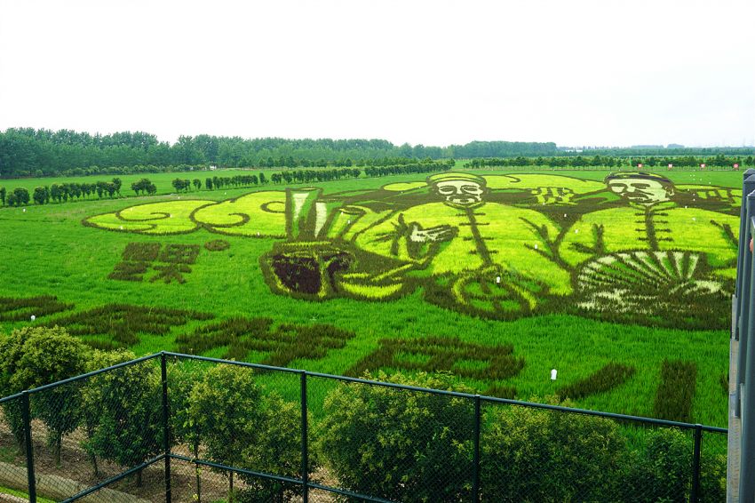 稻田艺术是-种近年来风靡全球的新型大地艺术景观,在常州孟河镇的