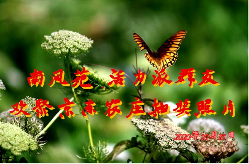 butterfly-pictures-10_副本.jpg