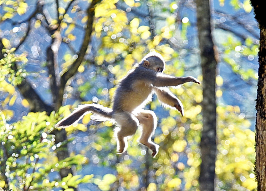 滇猴 跳跃 .jpg