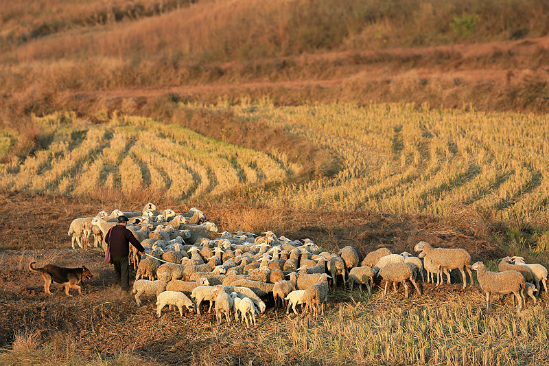 2N3A2973《牧羊》（202.11.6摄于安徽五河县朱顶镇石巷村。乡村）H.jpg