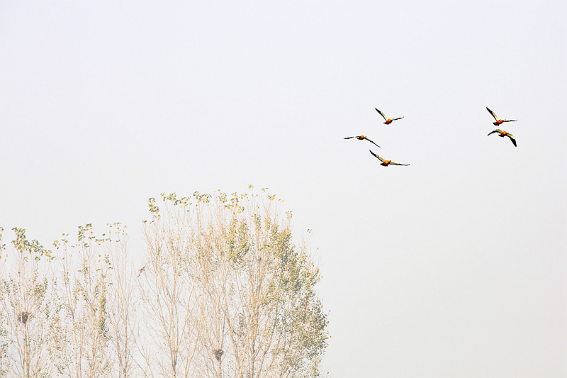 2N3A3563《结伴而飞》（2020.11.8摄于安徽滁州来安县池杉湿地。生态、鸟类）KH.jpg