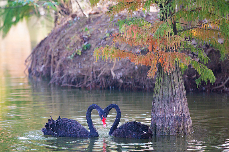 2N3A3529《恩爱》《栖息池杉湖》（2020.11.8摄于安徽滁州来安县池杉湿地。生态、鸟类）kh.jpg