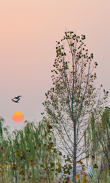 2N3A3375《落日鸟归林》(2020.11.8摄于安徽滁州来安县池杉湿地。生态、鸟类)KH.jpg