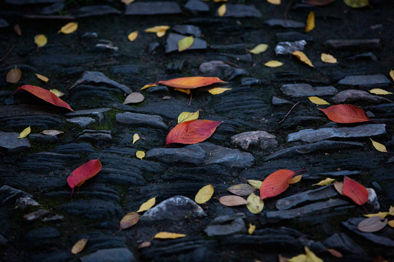 2N3A1849《落叶》摄于红梅公园H.jpg