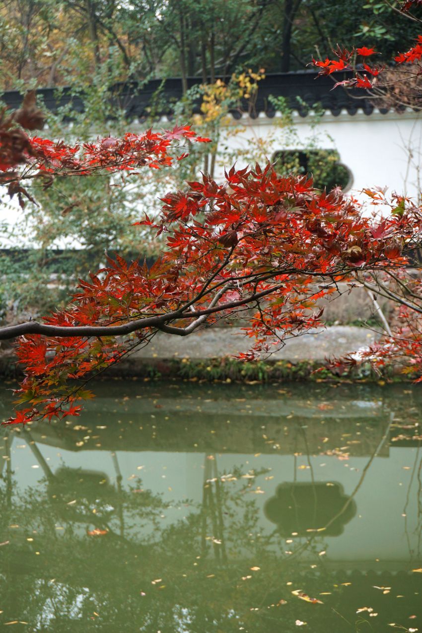 梅树秋天的样子图片图片