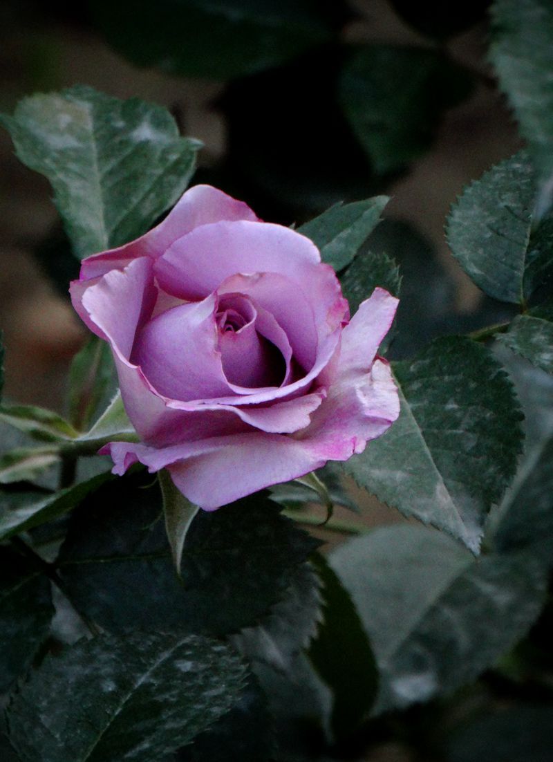 紫母苏丁月季花图片图片