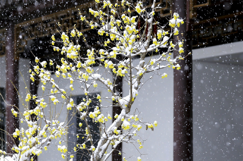 雪后的腊梅风景图片图片