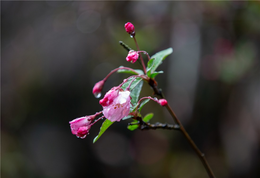 雨中凋零的海棠花图片