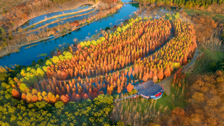 常州新龙生态林核心区图片