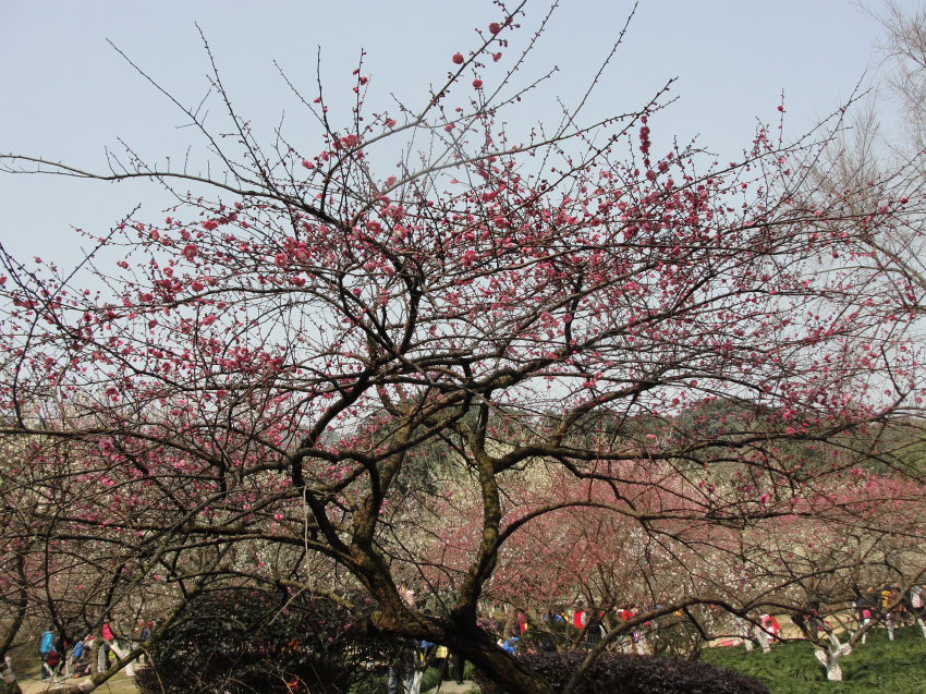 照片趣话之六梅花的树干欣赏