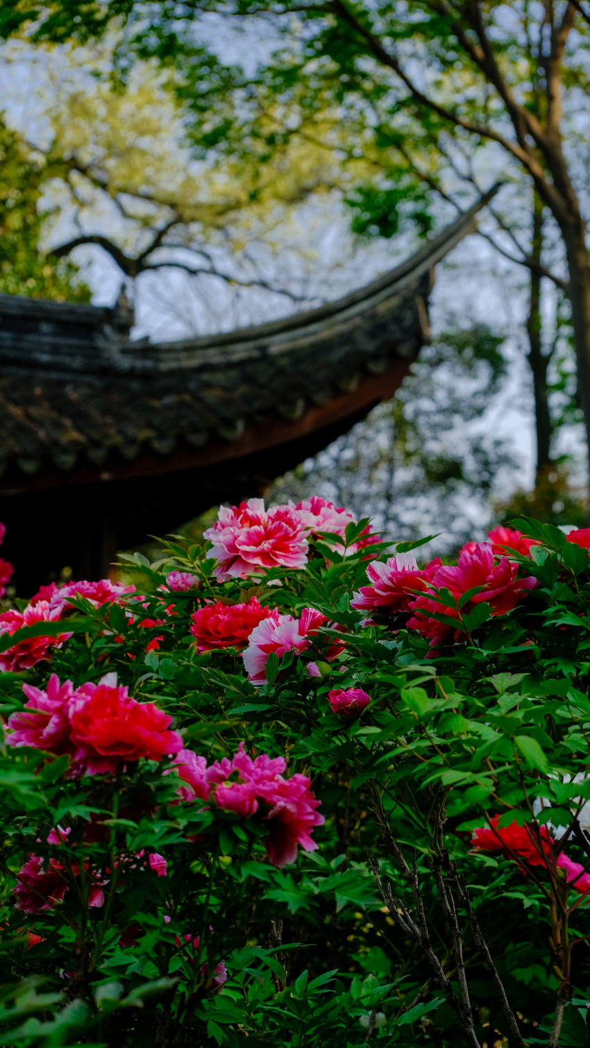 东坡公园牡丹花展图片
