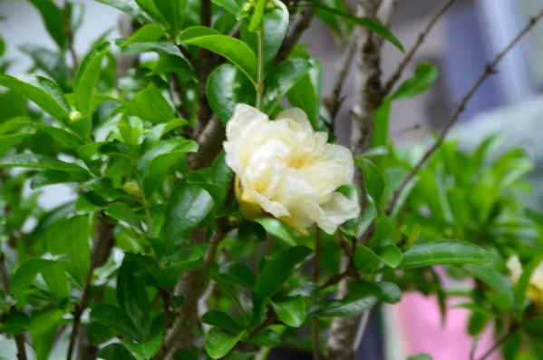 白罗兰花的花语图片